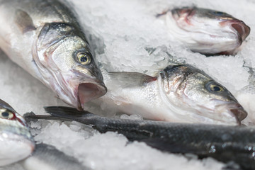 fresh chilled sea fish on ice. Fresh fish from the sea to the market displayed on a thick bed of fresh ice that is not melting to retain its natural flavor and its natural appearance