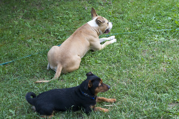 American Staffordshire Terrier and pinscher dog resting on a grass