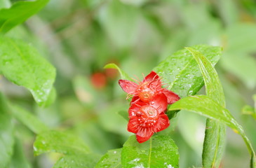 red Micky mouse plant flower with drop of water blooming on branch in garden