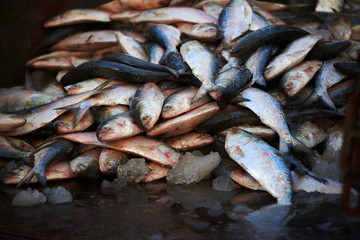 Small sea fish on the floor with ice