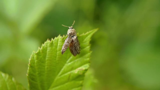 un insecte s'envole d' une feuille verte