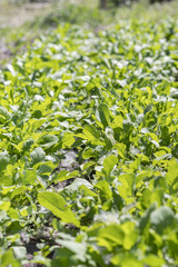 Organic leaf vegetable gardening. Arugula plant. Arugula growing in the garden