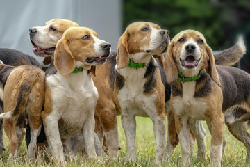 meute de beagles