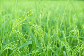 rice plants in paddy field