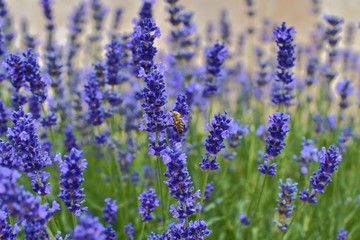 Fototapeta premium Tenderness of lavender fields. Lavenders background. Soft focus. Bee on lavender. Selective focus. 