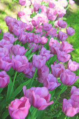 Vibrant Purple Tulips Blooms in Spring Garden, Close Up View. Fresh Tulip Flowers Arranged in Flower Bed, Nature Background of Spring Tulips on Sunny Day. Floral Outdoor Garden Field at the Park 