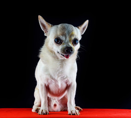 portrait of a chihuahua on a black background