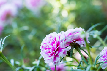 moss rose or purslane blooming in garden