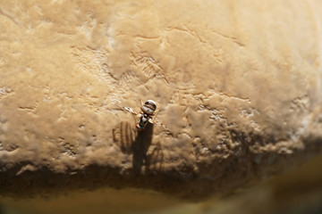 Macro flies Myennis octopunctata with striped wings on the mushroom