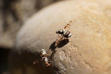 Close-up brown fly Myennis octopunctata on a young mushroom