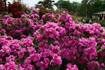 ツツジ
