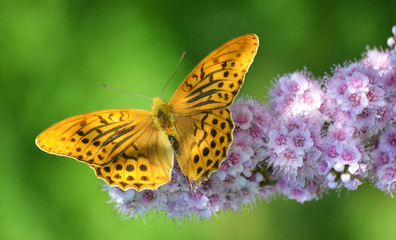 Fototapeta na wymiar Бабочка на цветке.