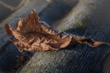  The dry leaf, lit by the sun, lies on the roof