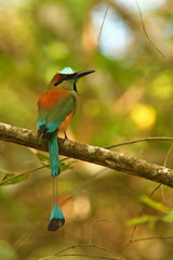 turquoise-browed motmot