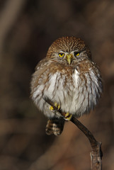 Owl