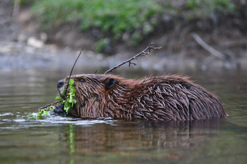 Beaver