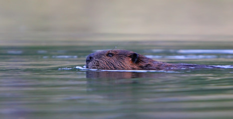 Beaver