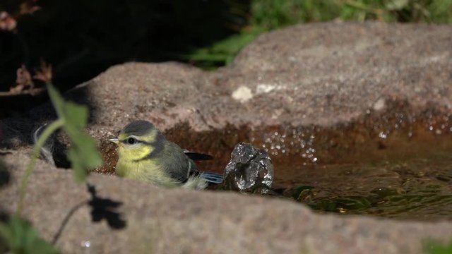 Cute juvenile blue bird enjoys bathing in a small birdbath with fountain 