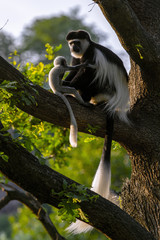  Colobus Monkey  plays with  Infant on the  tree. (Colobus guereza) . 