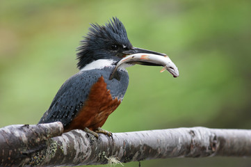 Kingfisher