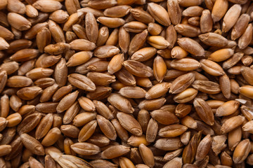spelt seeds on a dark stone background