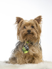 Yorkshire terrier puppy isolated on white. The dog is wearing a bow. Image taken in a studio.