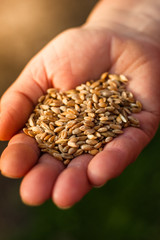 spelt seeds on the hands of an elderly woman