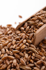 spelt seeds on a white acrylic background