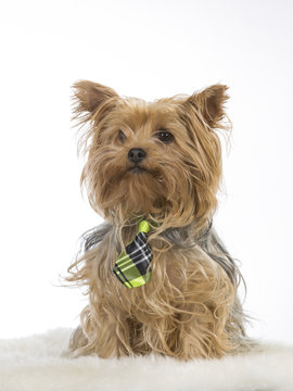 Yorkshire terrier puppy isolated on white. The dog is wearing a bow. Image taken in a studio.