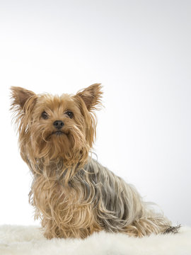 Yorkshire terrier puppy isolated on white. Image taken in a studio.
