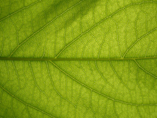 Naklejka na ściany i meble Green leaves High Definetion