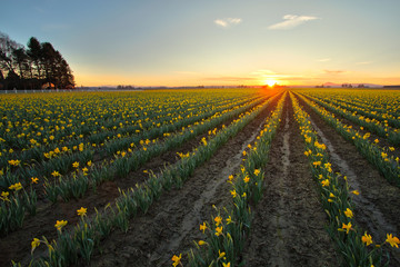 Flower Sunset