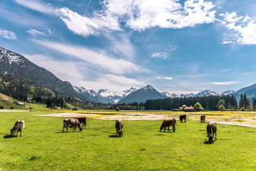 Kühe auf Frühlingswiese vor den Allgäuer Bergen