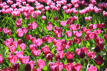 Tulip Flowers Blooms on Garden Bed, Spring Season Scene. Colorful Soft Pink, Red, Purple Tulip at Garden Flower Bed Field Close Up. Nature Image with Fresh Tulip Bulbs ad Natural Sunlight Warm Effect.
