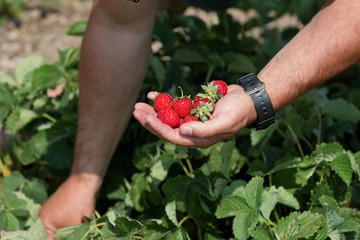 Hand with fresh ripe strawberries