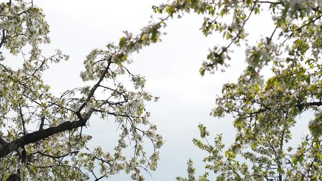 Hand-held sliding shot of blooming cherry trees against blue sky