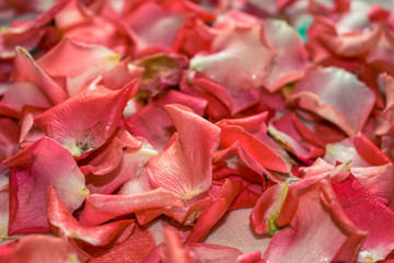 Fototapeta na wymiar Photo of rose petals.
