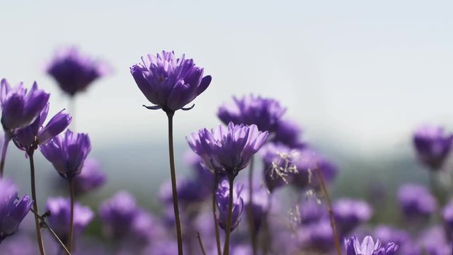 Blue Dick Wildflowers