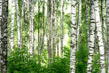 Fototapety  lato w słonecznym lesie brzozowym