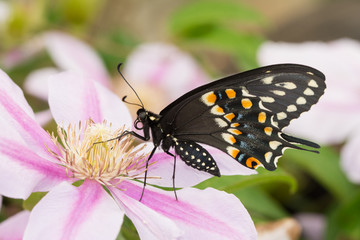 Ventral view of a beautiful male Eastern Black Swallowtail butterfly on a Clematis flower