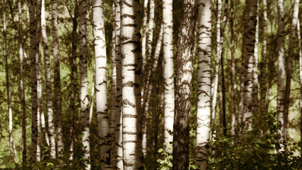 Obraz premium summer in sunny birch forest