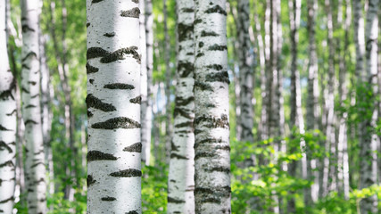 Naklejka premium summer in sunny birch forest