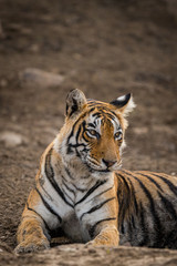 A tigress resting after having the sambar deer kill at Ranthmbore National Park