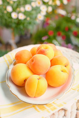 Frische Aprikosen in einer Schale stehen auf einem Tisch im Garten