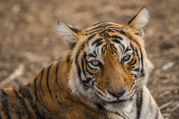 A tigress portrait after having the sambar deer meal at Ranthmbore National Park