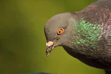 bird