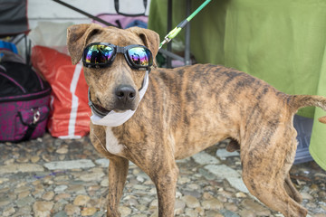 Cool dog in sunglasses