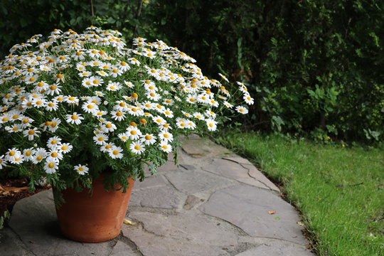 Blumentopf mit Margeriten im Vorgarten