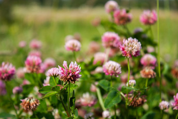 Pink clover flowers in the field. Summer Flower Background.
