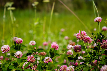 Pink clover flowers in the field. Summer Flower Background.